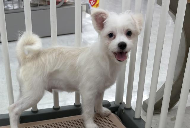 チワワ✕マルチーズ