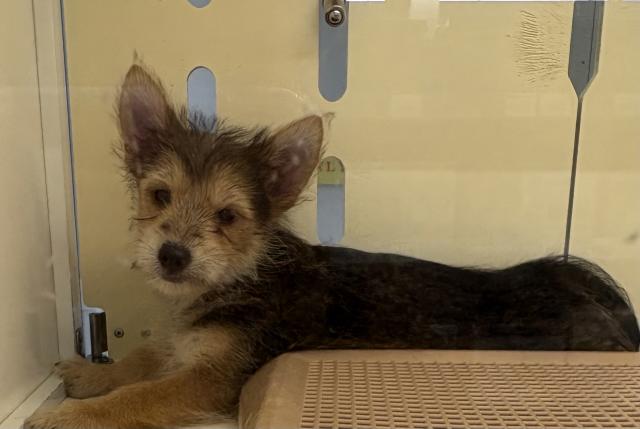 日本スピッツ✕ヨークシャテリア