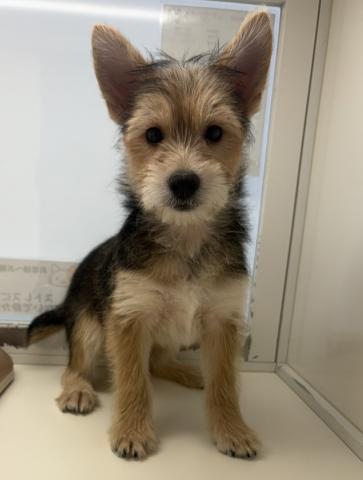 日本スピッツ✕ヨークシャテリア