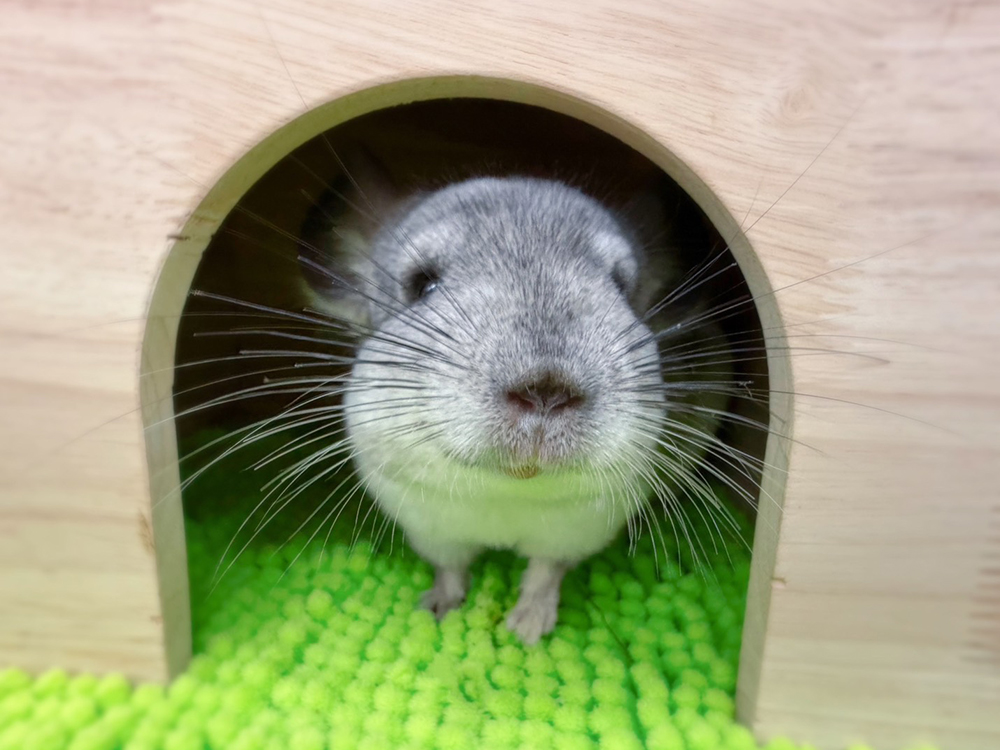 ペットアミ 会津坂下店