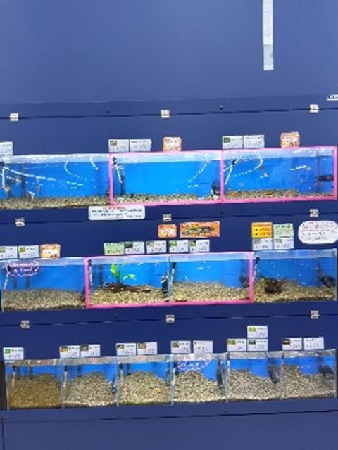 ペットアミ 紀の川店