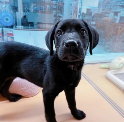 株式会社ラテル 三条四日町店 甲信越 新潟県