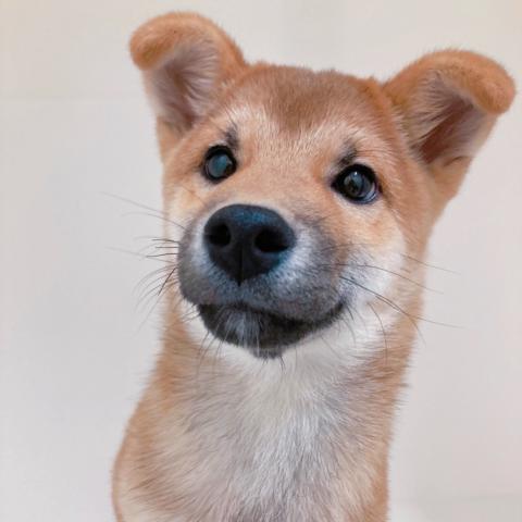 株式会社ラテル 三条四日町店 甲信越 新潟県