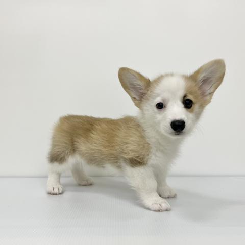 みかっち様❤ウェルシュ・コーギー ポメラニアン ペン立て♡