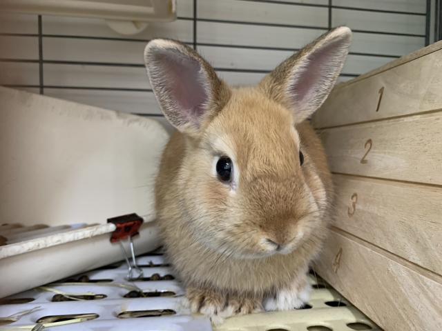 ネザーランドドワーフ
