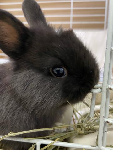 ミニウサギ