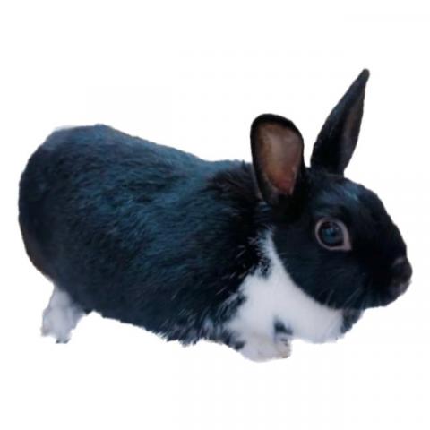 ミニウサギ