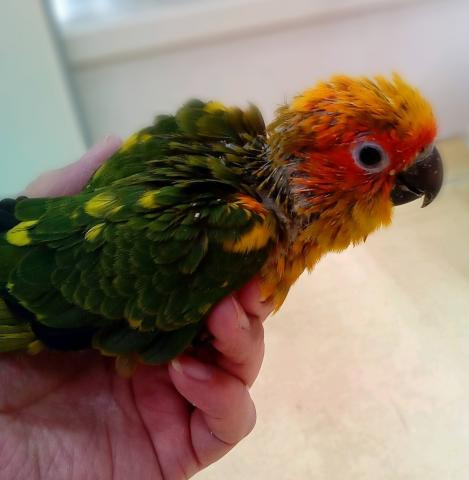 コガネメキシコインコ