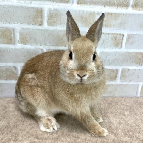 ネザーランドドワーフ