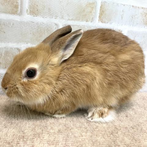 ネザーランドドワーフ