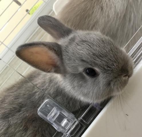 ネザーランド
