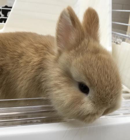 ミニうさぎ