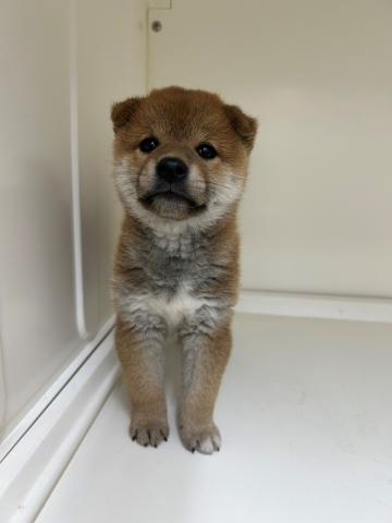 柴犬
