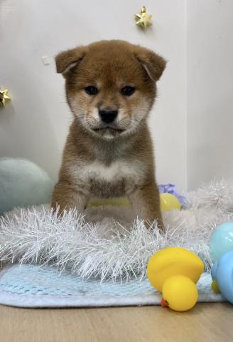柴犬