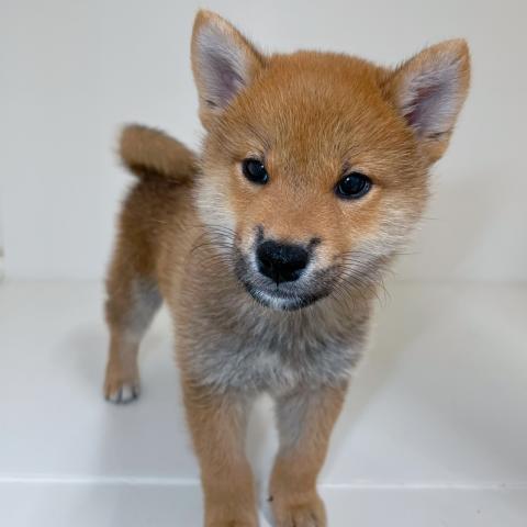 柴犬