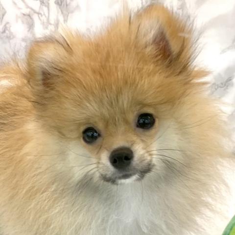 ポメラニアン