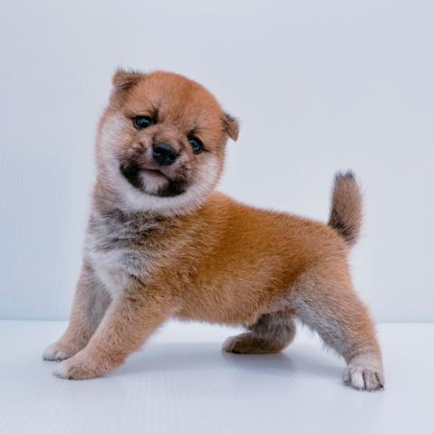 柴犬