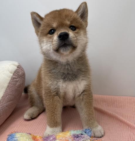 柴犬