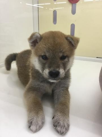 柴犬