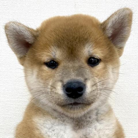柴犬