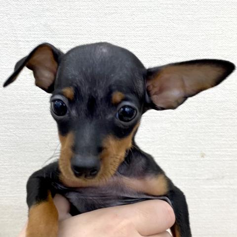 ミニチュアピンシャー