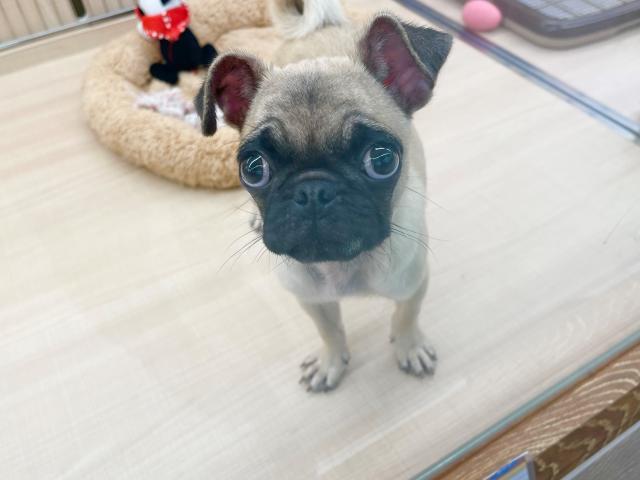パグ