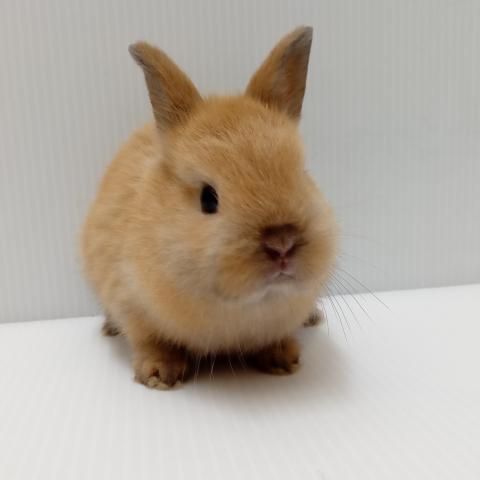 ミニウサギ