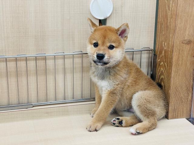柴犬