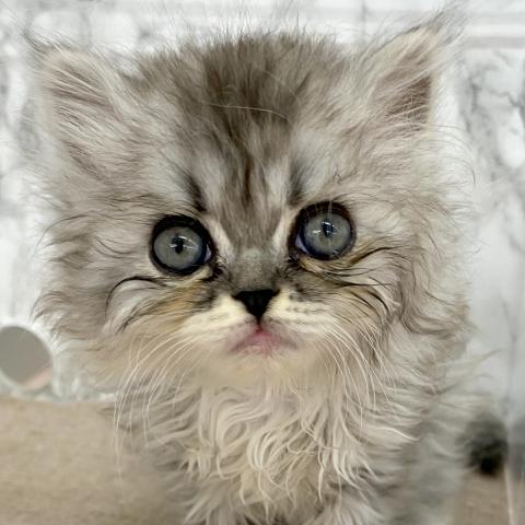 エキゾチックロングヘアー