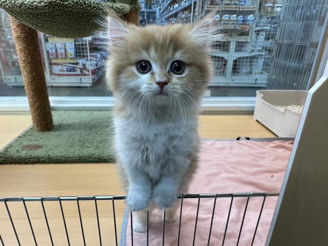 スコティッシュフォールド