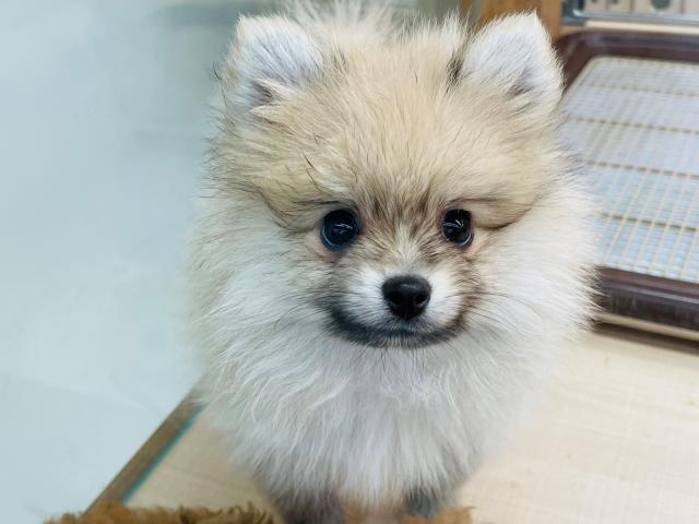 ポメラニアン