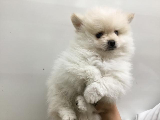 ポメラニアン