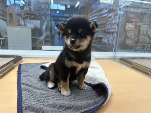 柴犬