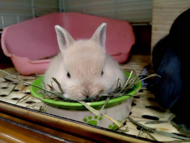 ネザーランドドワーフ