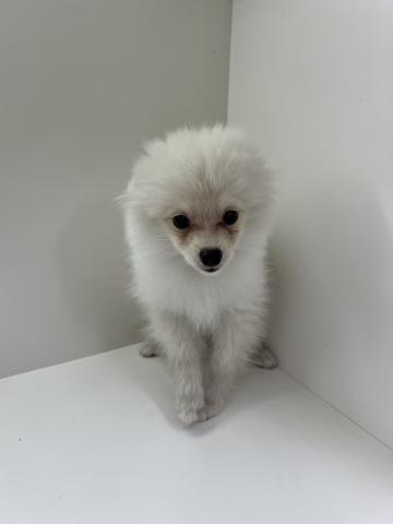ポメラニアン