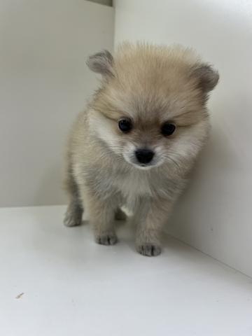 ポメラニアン
