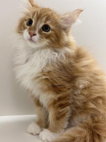 ノルウェージャンフォレストキャット