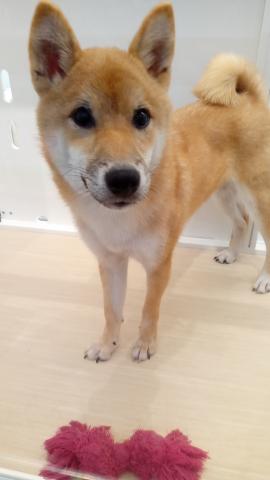 柴犬