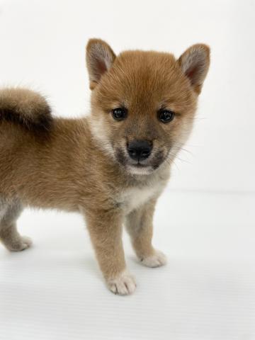 柴犬
