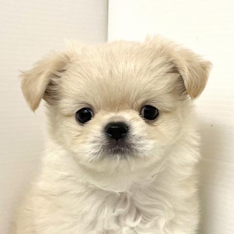 MIX