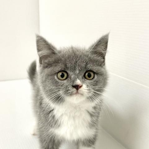 ブリティッシュショートヘア