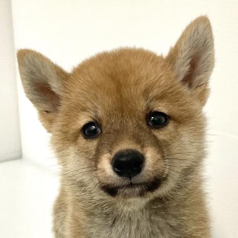 柴犬