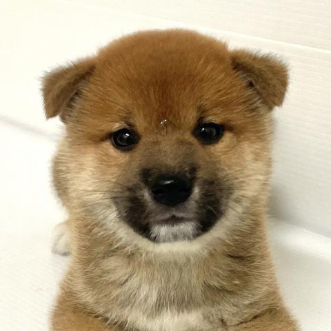 柴犬