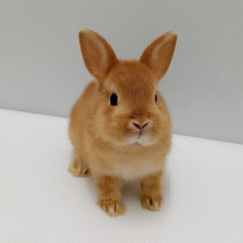 ネザーランドドワーフラビット