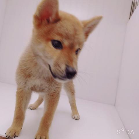 柴犬