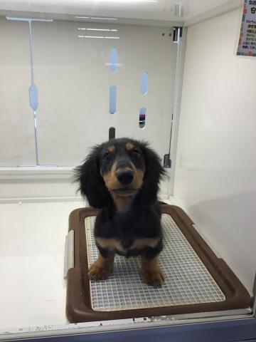 ミニチュアダックスフンド
