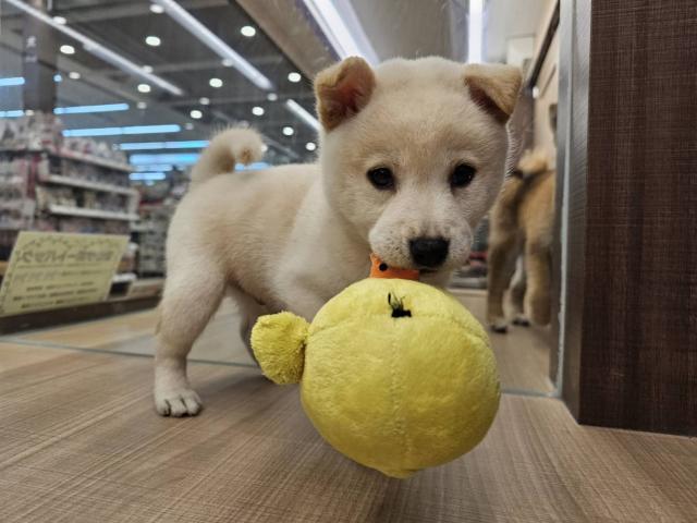 柴犬