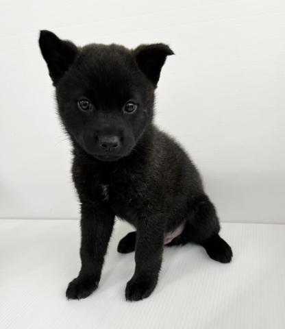 甲斐犬