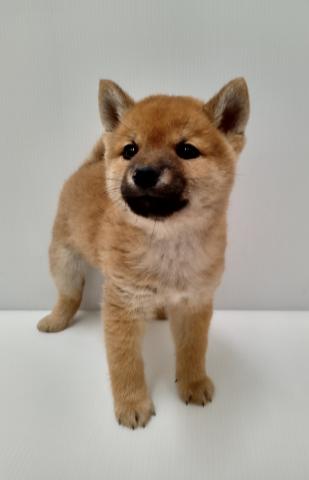 柴犬