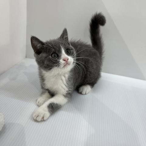 ブリティッシュショートヘア